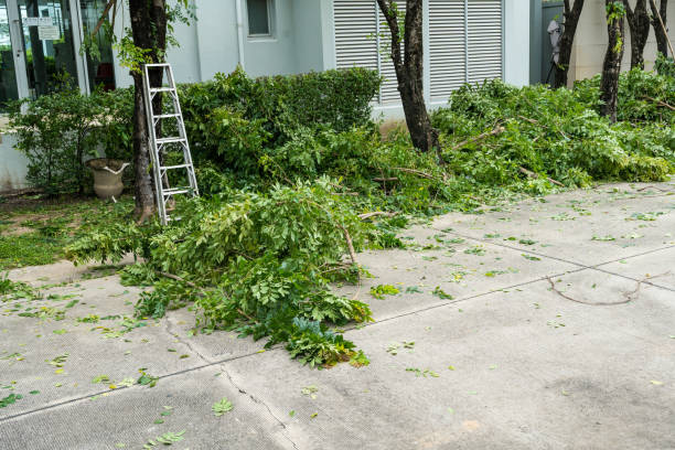 How Our Tree Care Process Works  in Avon, OH